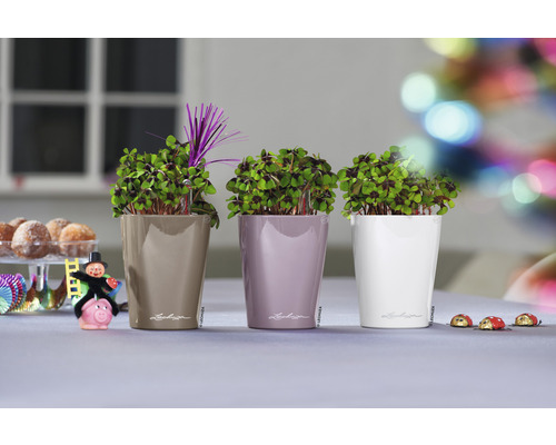 Tre växter i Lechuza krukor på ett bord dekorerat med lyckobringare