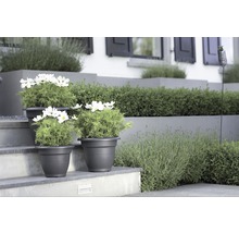 Dekorativ trädgård med blomlådor och växter