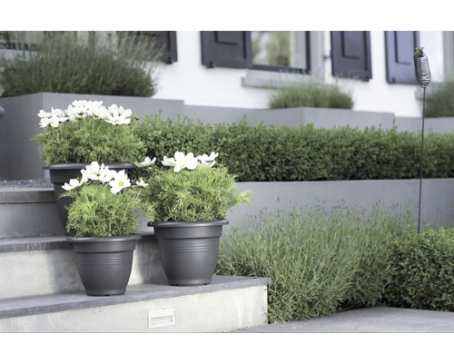 Dekorativ trädgård med blomlådor och växter