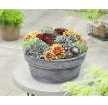 Blandade taklök FLORASELF Sempervivum mix 5-10cm krukstorlek Ø13cm