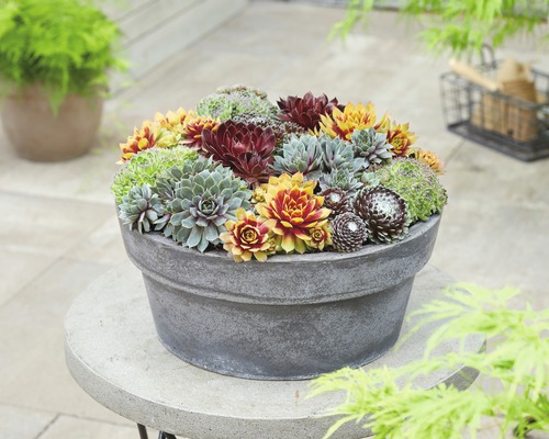 Blandade taklök FLORASELF Sempervivum mix 5-10cm krukstorlek Ø13cm