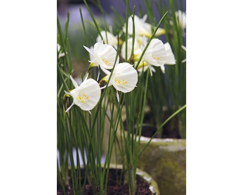 Narcisser i en planteringslåda.
