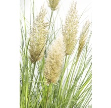 Pampasgräs Cortaderia selloana Evita 15-80cm co 3L-thumb-1