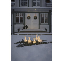 Belyst rengrupp på grangrenar i snön framför ett hus.