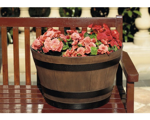 Blomkruka i tunnutseende med begonier på en bänk