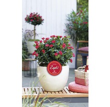 Ros Zepeti® 30-40cm co 6L