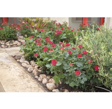 Ros Zepeti® 30-40cm co 6L
