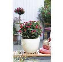 Ros Zepeti® 30-40cm co 6L