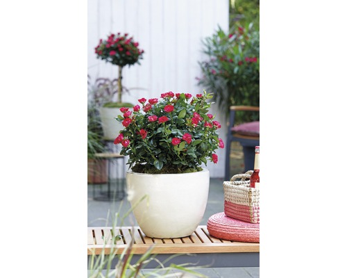 Krukväxtros med röda blommor i kruka på en träbänk