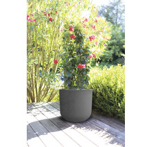 Blomkruka med blommande växt på en träterrass