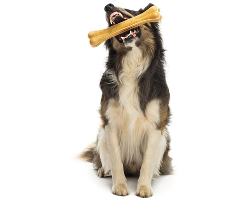 Sittande hund med ett tuggnben i munnen