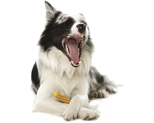 Border Collie hund med öppen mun och hundben