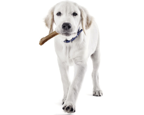 Vit labradorvalp med tugga i munnen