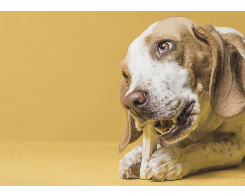 En hund tuggar på ett tuggben