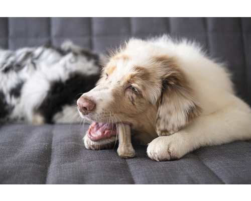 En hund tuggar på ett ben på en soffa.