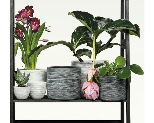 Hylla med olika krukväxter i strukturerade krukor