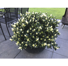 Japansk benved FLORASELF Euonymus japonicus 'Mikajo'® 30-40cm Co 5L buskig