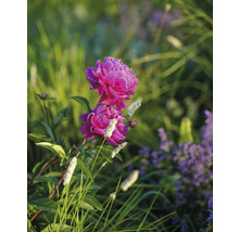 Luktpion FLORASELF Paeonia lacitfolia co 3,5L röd