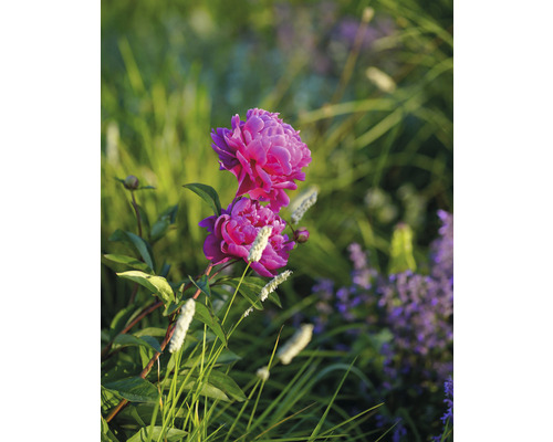 Närbild av en rosa pion i trädgården