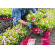 Trädgårdsmästare planterar rhododendron från kruka i marken