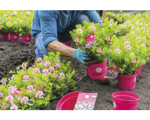 Trädgårdsmästare planterar rhododendron från kruka i marken