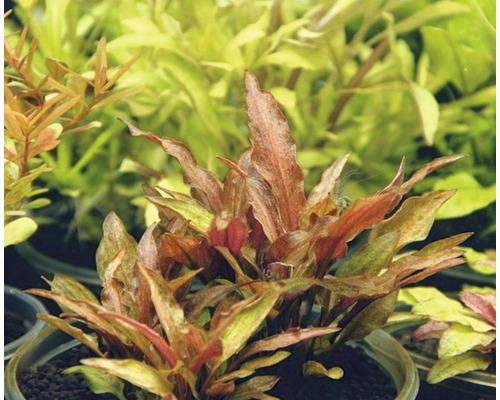 Akvarieväxt i kruka