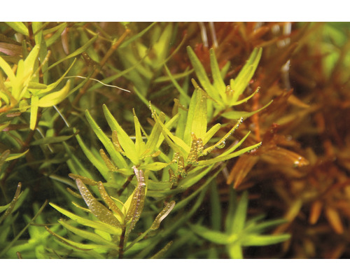 Akvarieväxt med avlånga blad