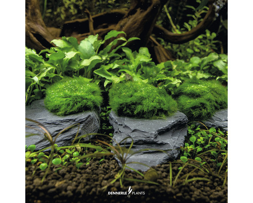 Akvarieväxter på skifferstenar för dekoration av ett akvarium