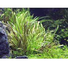 Akvarieväxt DENNERLE PLANTS japansk blyxa Blyxa japonica in vitro