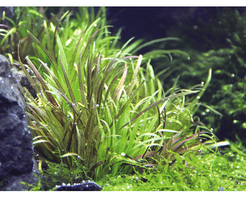 Akvarium med sylliknande växt och mossa