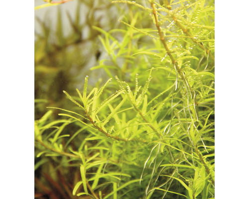 Akvarieväxt i detalj