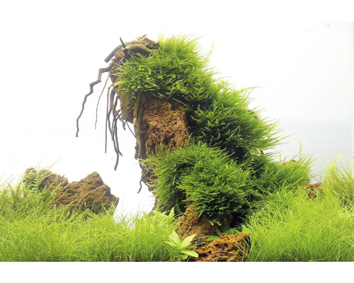 Akvariedekoration med mossa på sten och vattenväxter