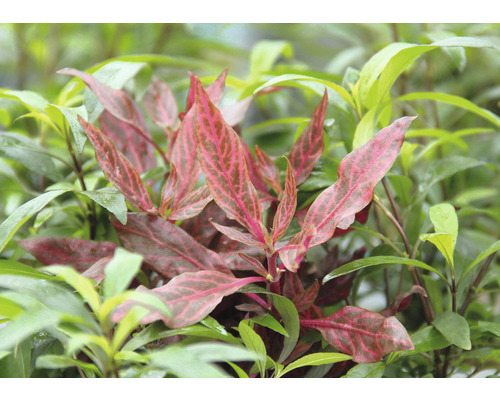 Växt med iögonfallande blad