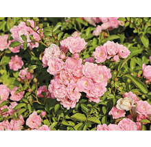 Närbild av rosa rosenblommor med gröna blad