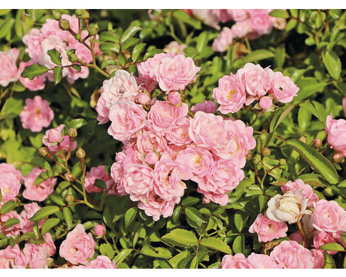 Närbild av rosa rosenblommor med gröna blad