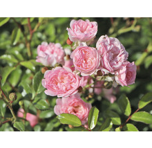 Närbild av en grupp rosa rosor i trädgården