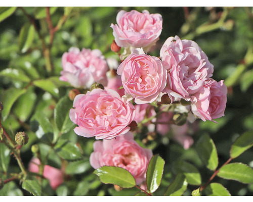 Närbild av en grupp rosa rosor i trädgården