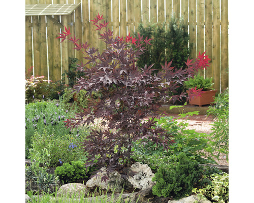 Japansk lönn i en rabatt