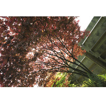 Lönnträd med röda blad och träkonstruktion i bakgrunden