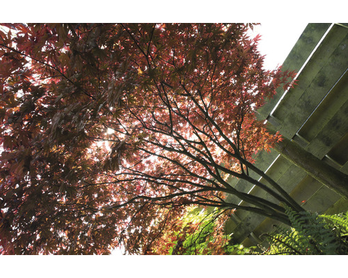 Lönnträd med röda blad och träkonstruktion i bakgrunden