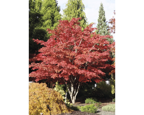 Japansk lönn med röda blad