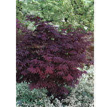 Japansk lönn i trädgården.