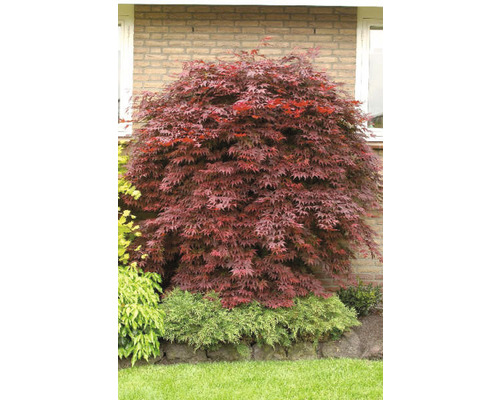 Japansk lönnträd i trädgården