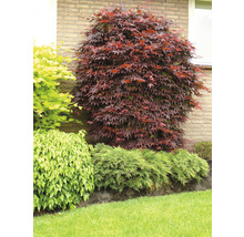 Japansk lönn i trädgården med olika växter