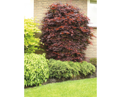 Japansk lönn i trädgården med olika växter