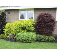 Trädgård med olika prydnadsbuskar och marktäckare framför en husvägg