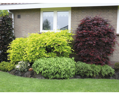 Trädgård med olika prydnadsbuskar och marktäckare framför en husvägg