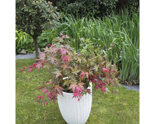 Japansk lönn i en vit planteringskärl på en gräsmatta