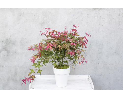 Japansk lönn i kruka