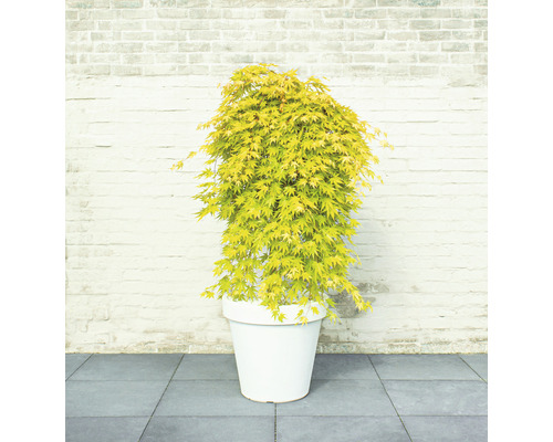 Japansk lönn i en planteringslåda framför en tegelvägg